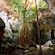 The interior of a cave with tree vines reveals a sunlit opening at the top